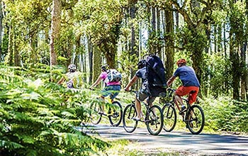 balade à vélo forêt